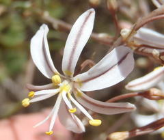 Trachyandra revoluta
