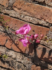 Antirrhinum tortuosum