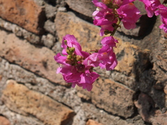 Antirrhinum tortuosum