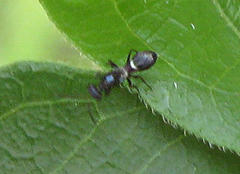 Dryinidae