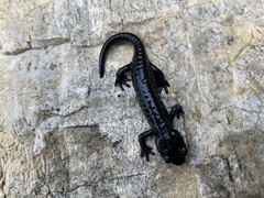 Salamandra atra pasubiensis