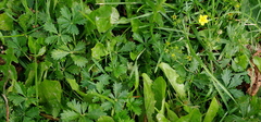 Potentilla intermedia