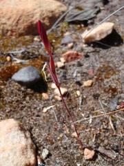Hesperantha lithicola