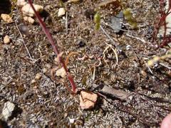 Hesperantha lithicola