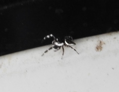 Dendryphantes zygoballoides