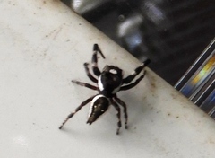Dendryphantes zygoballoides