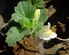 Asarina procumbens