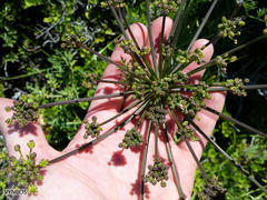 Cynorhiza typica