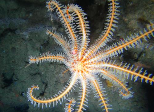 Brisingaster robillardi