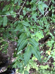 Buckleya distichophylla