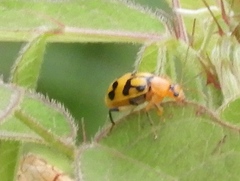 Cerotoma dilatipes