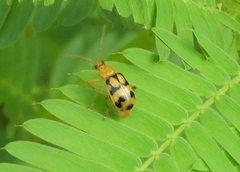 Cerotoma dilatipes