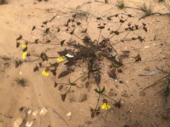 Goodenia caroliniana