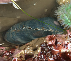 Haliotis cracherodii