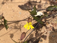 Goodenia caroliniana