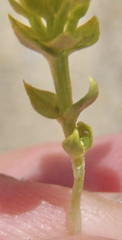 Sebaea grisebachiana