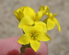 Sebaea grisebachiana