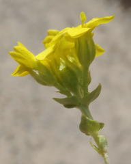 Sebaea grisebachiana