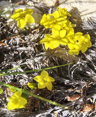 Sebaea grisebachiana