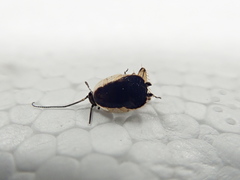 Ectobius sylvestris