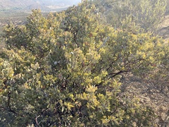 Arctostaphylos moranii