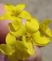 Sebaea grisebachiana