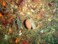 Pseudodromia latens