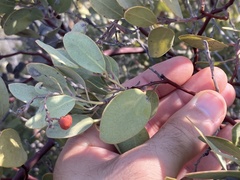 Arctostaphylos moranii