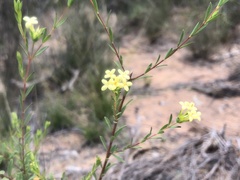 Pimelea linifolia collina
