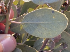 Arctostaphylos moranii