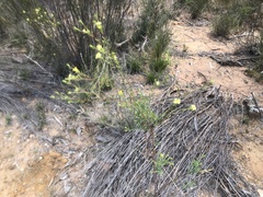 Pimelea linifolia collina