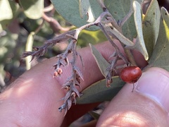Arctostaphylos moranii