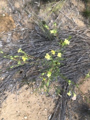 Pimelea linifolia collina