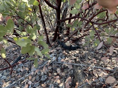 Arctostaphylos moranii