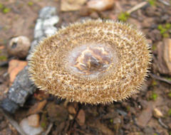 Lentinus stuppeus