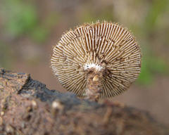Lentinus stuppeus