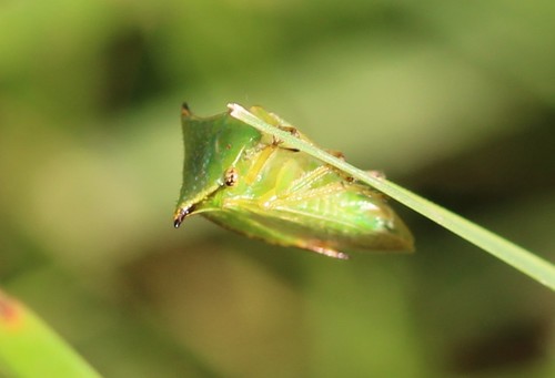 Stictocephala alta