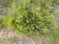 Aspalathus ericifolia ericifolia