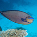 Bignose Unicornfish - Photo (c) 104623964081378888743, some rights reserved (CC BY-NC), uploaded by 104623964081378888743