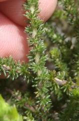 Aspalathus ericifolia ericifolia