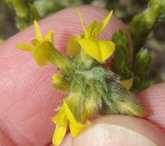 Aspalathus ericifolia ericifolia