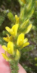 Aspalathus ericifolia ericifolia