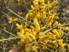 Acacia caroleae