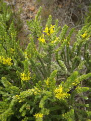 Aspalathus ericifolia ericifolia