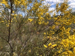 Acacia caroleae