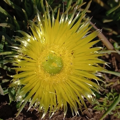 Conicosia pugioniformis