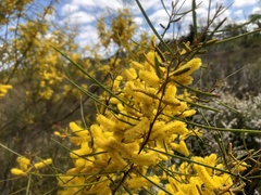 Acacia caroleae