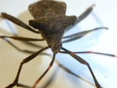Elasmopoda