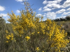 Acacia caroleae