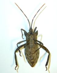 Elasmopoda